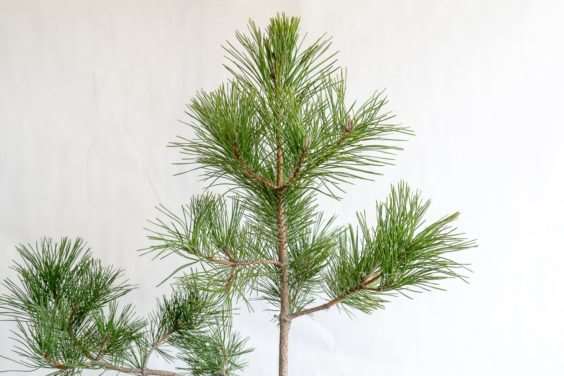 图解 松树盆景怎么过渡到一个新的牺牲枝