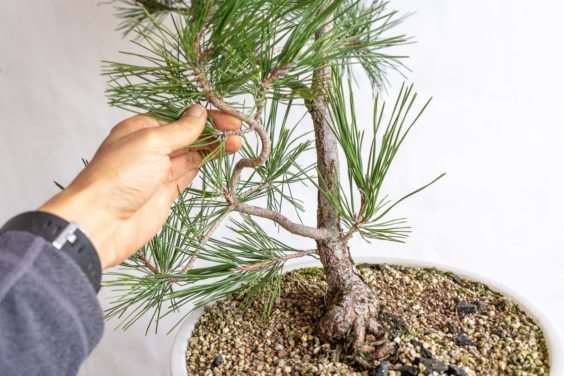 图解 松树盆景怎么过渡到一个新的牺牲枝