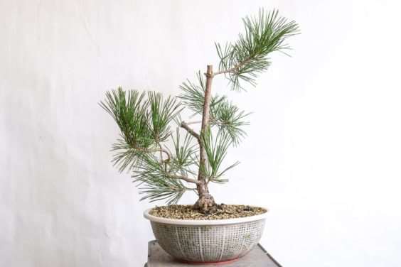 图解 松树盆景怎么过渡到一个新的牺牲枝