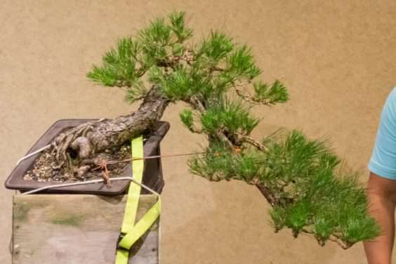 老外对黑松盆景2年的造型过程 图片