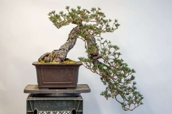 老外对黑松盆景2年的造型过程 图片