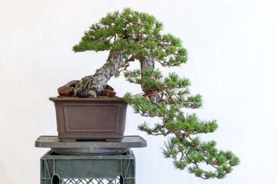 老外对黑松盆景2年的造型过程 图片