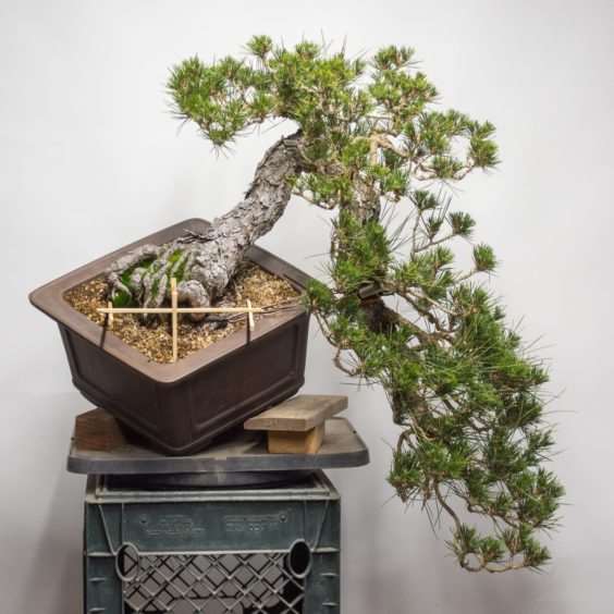 老外对黑松盆景2年的造型过程 图片