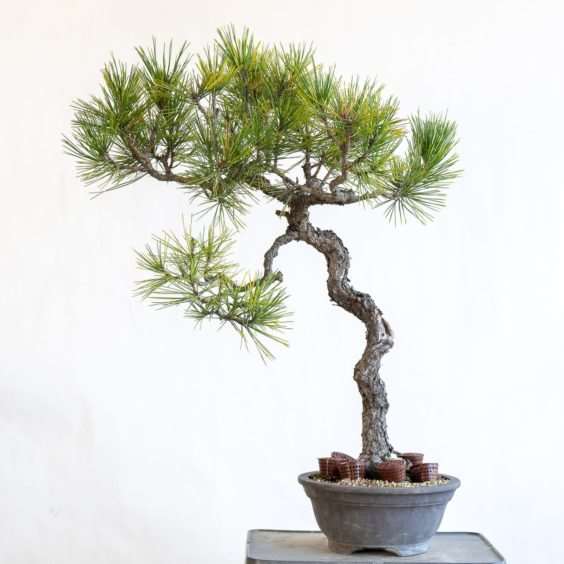 图解 黑松盆景怎么修剪薄弱树枝的方法