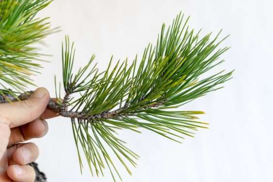 图解 黑松盆景怎么修剪薄弱树枝的方法