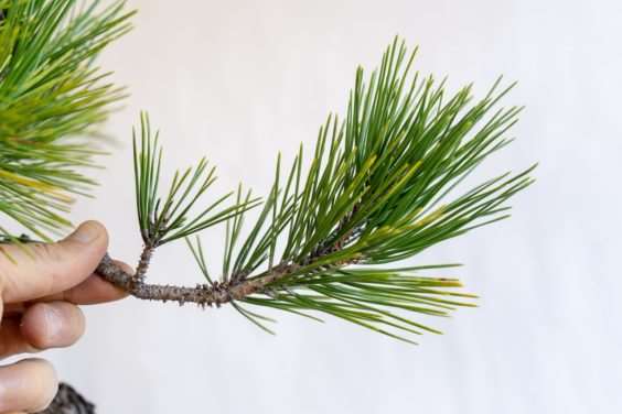 图解 黑松盆景怎么修剪薄弱树枝的方法