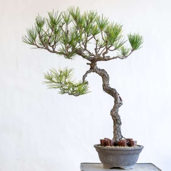 图解 黑松盆景怎么修剪薄弱树枝的方法