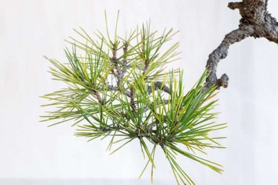 图解 黑松盆景怎么修剪薄弱树枝的方法