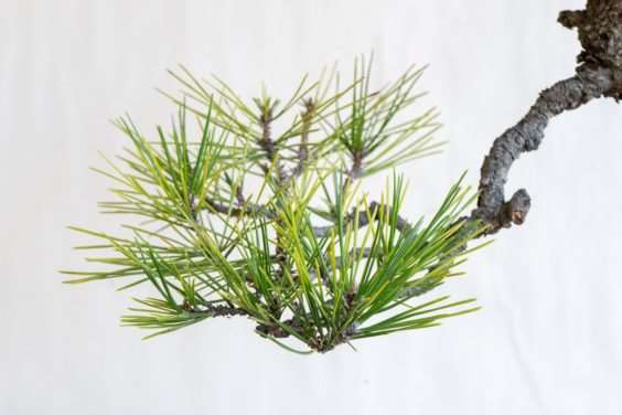 图解 黑松盆景怎么修剪薄弱树枝的方法