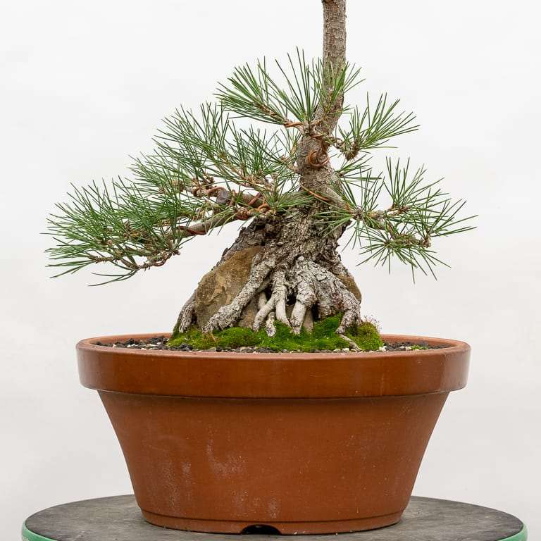 岩石黑松盆景 修剪前后 对比图片