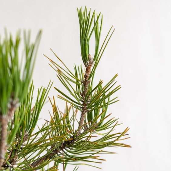 图解 怎么去除黑松盆景旧针的的7个步骤