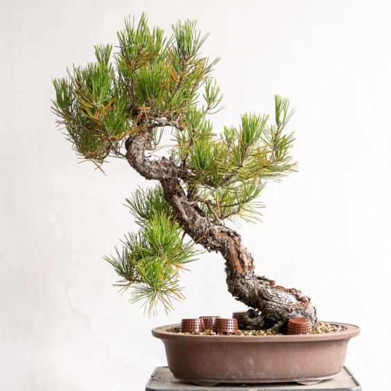 图解 怎么去除黑松盆景旧针的的7个步骤