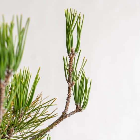 图解 怎么去除黑松盆景旧针的的7个步骤