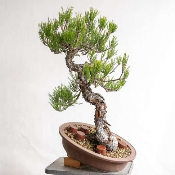 图解 怎么去除黑松盆景旧针的的7个步骤