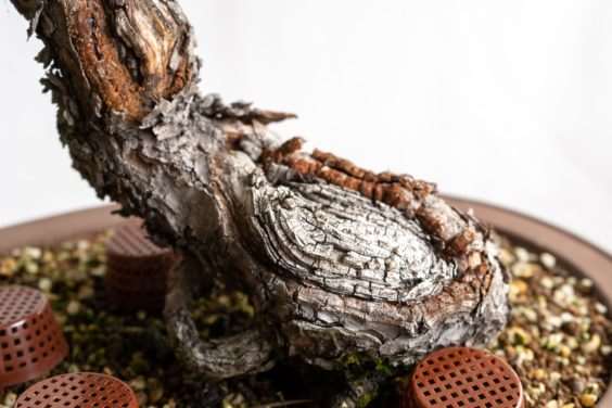 图解 怎么去除黑松盆景旧针的的7个步骤