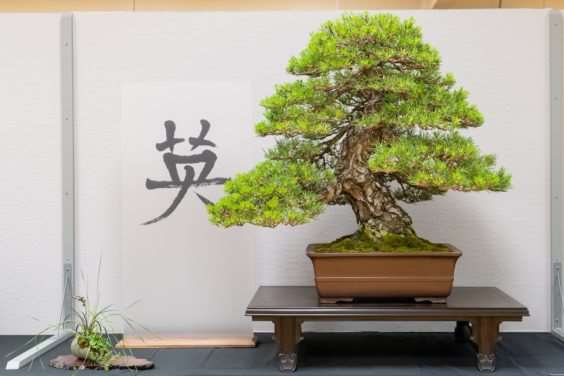 波特兰西北盆景交会展览的亮点 图片