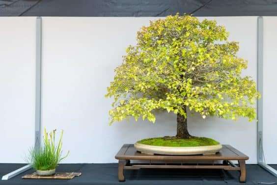 波特兰西北盆景交会展览的亮点 图片