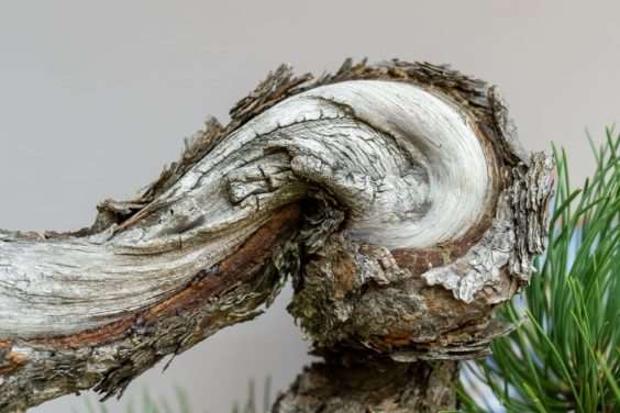 波特兰西北盆景交会展览的亮点 图片