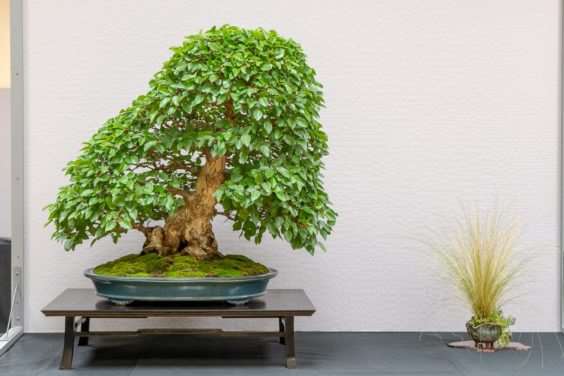 波特兰西北盆景交会展览的亮点 图片