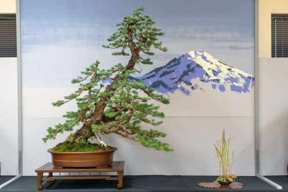 波特兰西北盆景交会展览的亮点 图片