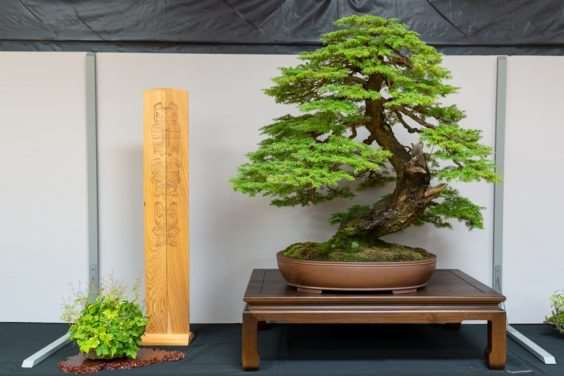 波特兰西北盆景交会展览的亮点 图片