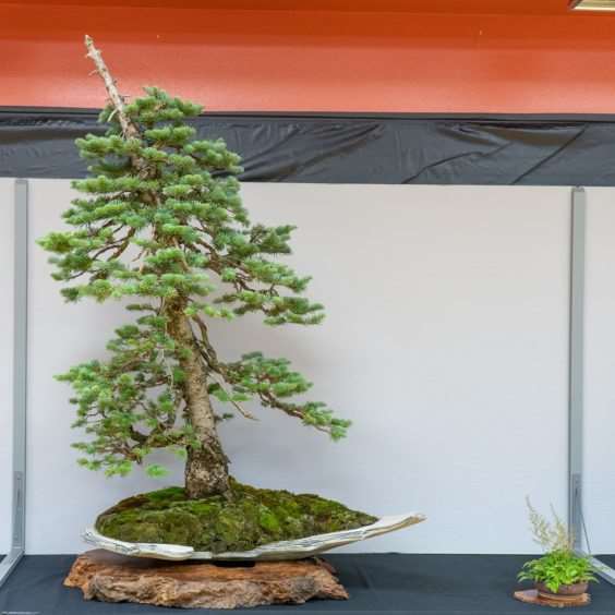 波特兰西北盆景交会展览的亮点 图片