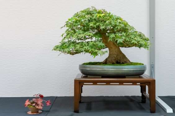 波特兰西北盆景交会展览的亮点 图片