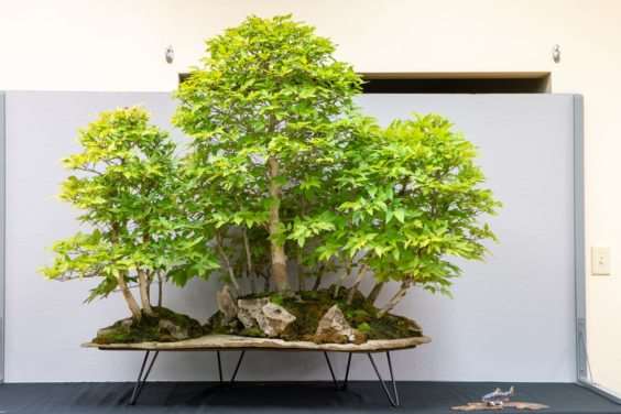 波特兰西北盆景交会展览的亮点 图片