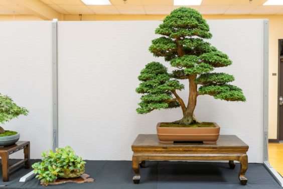 波特兰西北盆景交会展览的亮点 图片