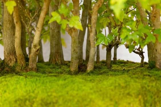 波特兰西北盆景交会展览的亮点 图片