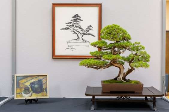 波特兰西北盆景交会展览的亮点 图片