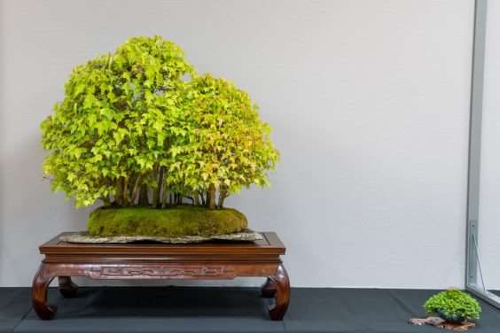 波特兰西北盆景交会展览的亮点 图片