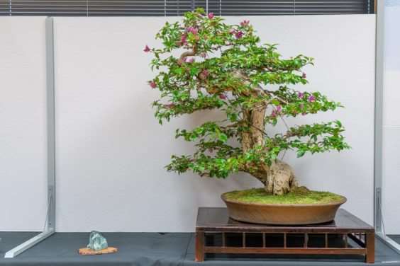 波特兰西北盆景交会展览的亮点 图片