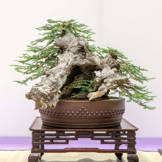 红木帝国盆景协会第35届年度展 图片