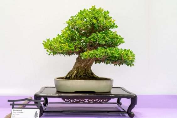 红木帝国盆景协会第35届年度展 图片