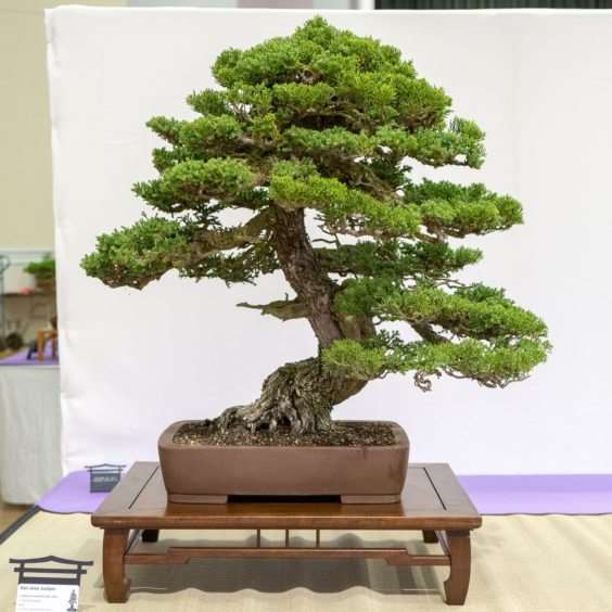 红木帝国盆景协会第35届年度展 图片