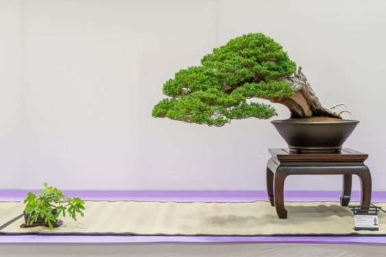 红木帝国盆景协会第35届年度展 图片