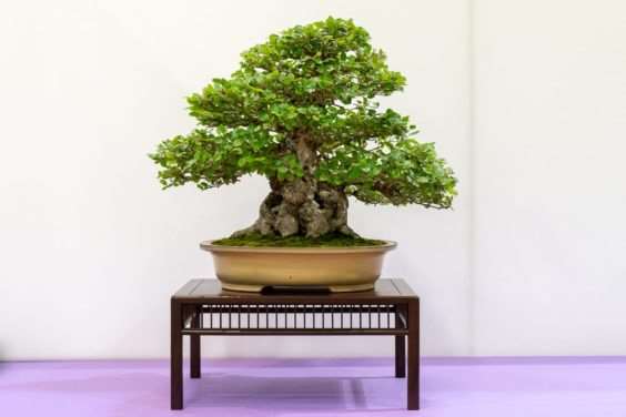 红木帝国盆景协会第35届年度展 图片