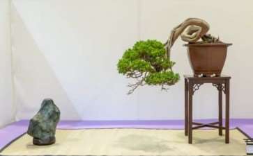 红木帝国盆景协会第35届年度展 图片