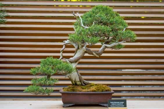 2018 今夜盆景 暑假版 图片