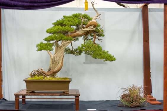 2018 今夜盆景 暑假版 图片