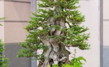 2018 今夜盆景 暑假版 图片