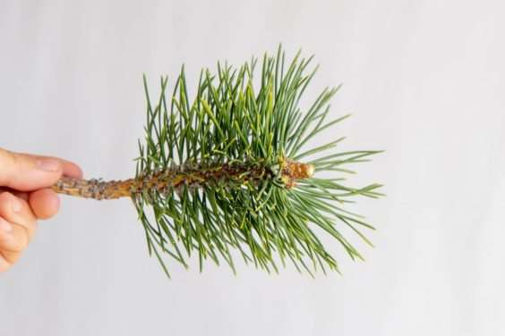 图解 怎么刺激日本黑松盆景的背芽