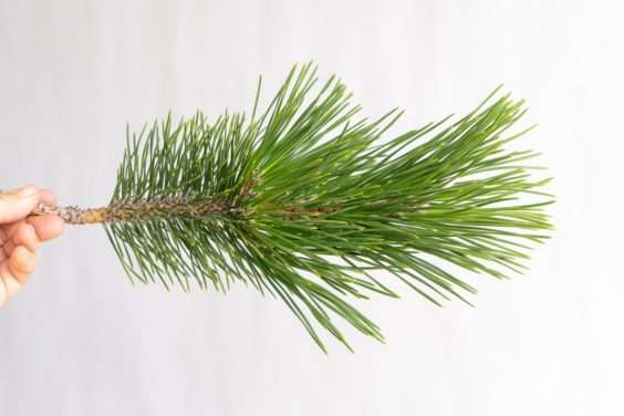 图解 怎么刺激日本黑松盆景的背芽