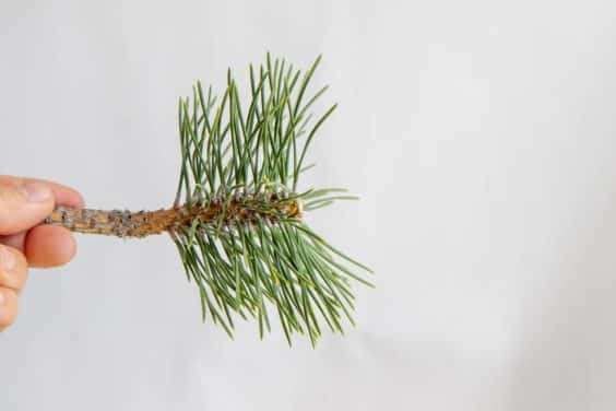 图解 怎么刺激日本黑松盆景的背芽