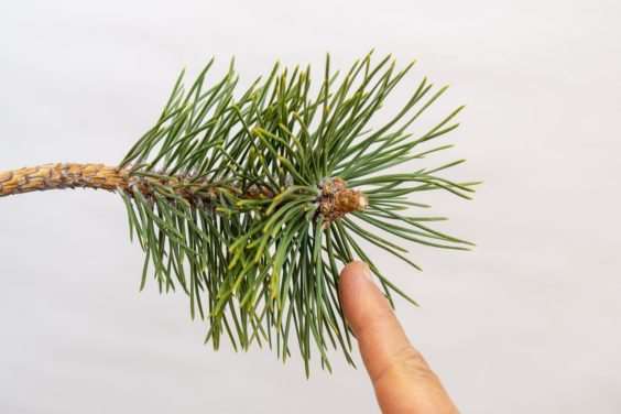 图解 怎么刺激日本黑松盆景的背芽