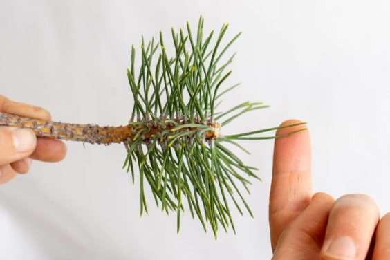 图解 怎么刺激日本黑松盆景的背芽