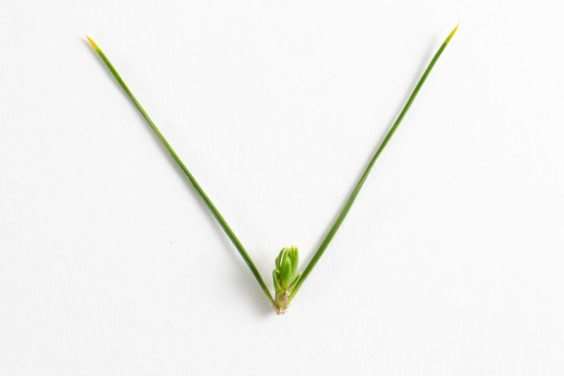 松树盆景的3种花蕾类型 图片