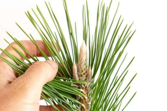 松树盆景的3种花蕾类型 图片