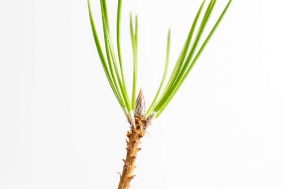 松树盆景的3种花蕾类型 图片